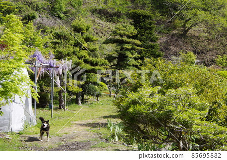 長野縣飯田市山中強壯的護衛犬 85695882