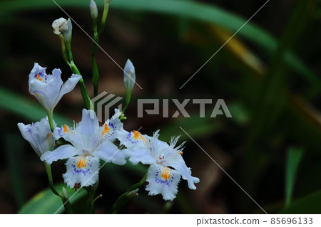 Seedless flowers Seedless flowers 85696133