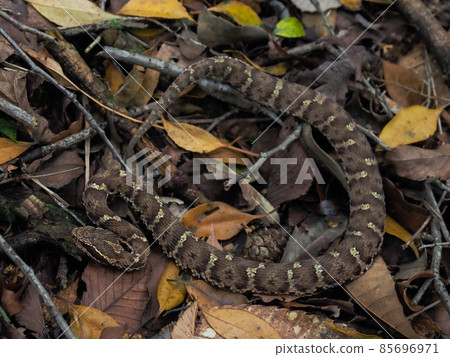 Viper Viper 85696971