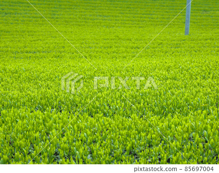 三重茶園 85697004