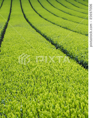 Mie tea plantation Mie tea plantation 85697006