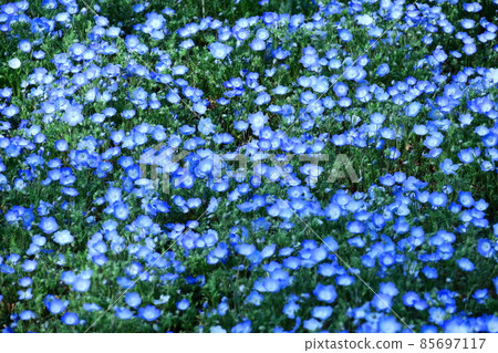 清新的天藍色花朵 清新的天藍色花朵 85697117