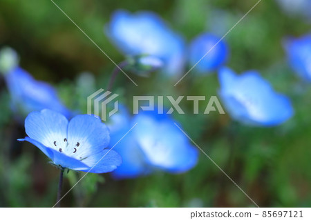 清新的天藍色花朵 清新的天藍色花朵 85697121