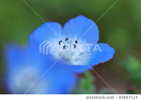 清新的天藍色花朵 清新的天藍色花朵 85697124