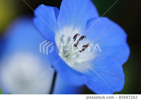 Refreshing sky blue flowers 85697262