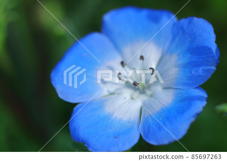 清新的天藍色花朵 85697263