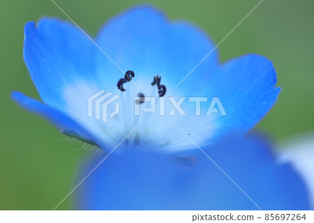 Refreshing sky blue flowers 85697264
