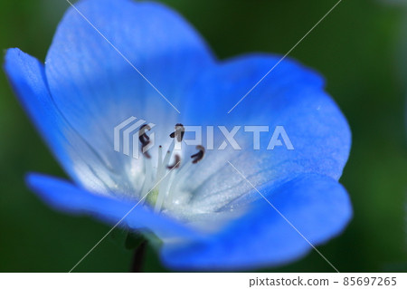 Refreshing sky blue flowers Refreshing sky blue flowers 85697265