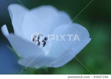 Refreshing sky blue flowers Refreshing sky blue flowers 85697266