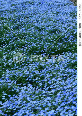 清新的天藍色花朵 85697268