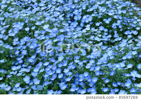 清新的天藍色花朵 85697269