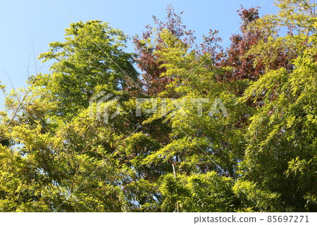 Yumemi 從動物園看到了這座城市 85697271