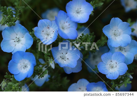 清新的天藍色花朵 清新的天藍色花朵 85697344