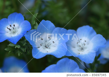 清新的天藍色花朵 85697345