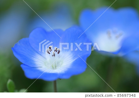 Refreshing sky blue flowers 85697348