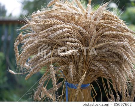 A sheaf of wheat ears, close-up. A bunch of ripe spikelets tied with blue ropes. 85697662