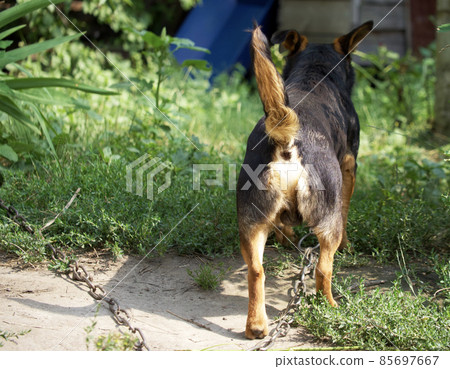 Small mixed breed dog, rear view. Doggy ass. 85697667