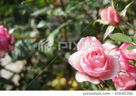 玫瑰 玫瑰 85698166