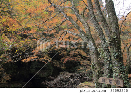 Kochi Prefecture Autumn Nakatsu Gorge Autumn Leaves Taki Kochi Prefecture Autumn Nakatsu Gorge Autumn Leaves Taki 85698236