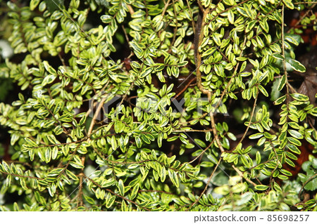 Lonicera Lemon Beauty 與漂亮的彩色葉子 Lonicera Lemon Beauty 與漂亮的彩色葉子 85698257