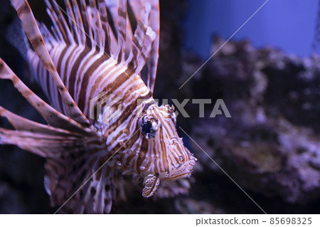 Lionfishes in aquarium at Supanburi province, Thailand. 85698325