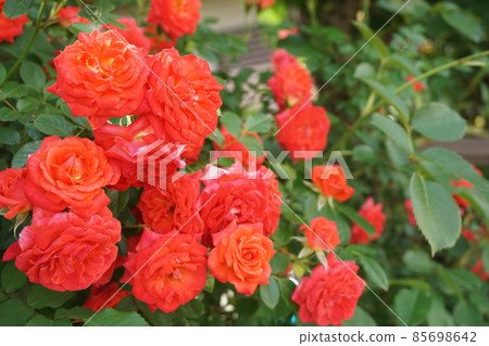 rose	 85698642