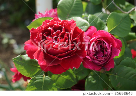 rose	 85698643