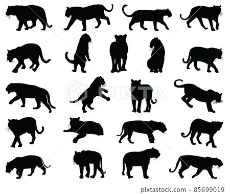 Black silhouettes of tigers on a white background 85699019