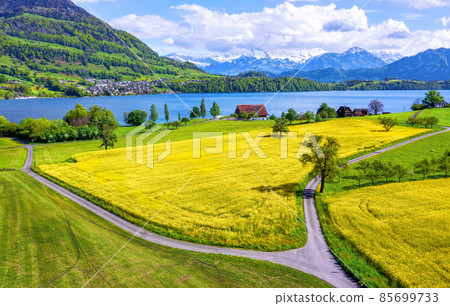 Blooming canola fields on Lake Lucerne, Switzerland Blooming canola fields on Lake Lucerne, Switzerland 85699733