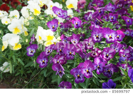 花壇 花壇 85699797