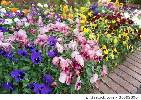 flower bed flower bed 85699800