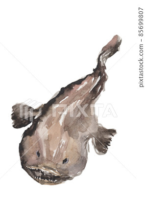 用水彩畫的琵琶魚的插圖 用水彩畫的琵琶魚的插圖 85699807