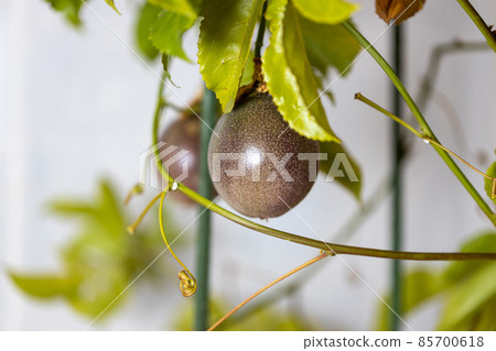 Ripe passion fruit fruit 85700618