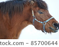 Kiso horse in winter Kiso horse in winter 85700644
