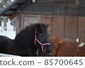 Kiso horse in winter Kiso horse in winter 85700645