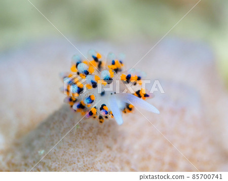 花火蟲 花火蟲 85700741