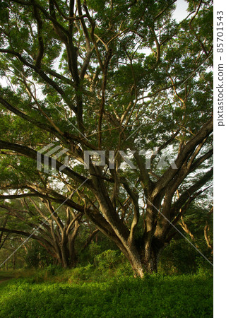 Shade of Rain-tree canopy Big tree in the forest 85701543