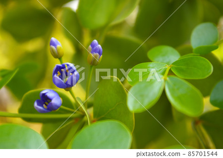 Small purple flowers of genus Guaiacum tree of Lignum vitae wood 85701544