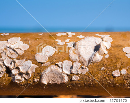 Dried barnacle shell on surface of dried wood Dried barnacle shell on surface of dried wood 85701570