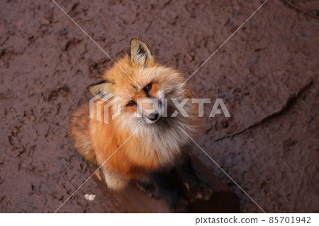 Kitakitsu抬頭 85701942