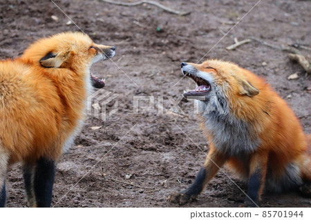 Screaming fox 85701944