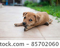Sleepy brown brown puppy dog is lying onfloor as holiday vacation and lazy concept with copy space 85702060