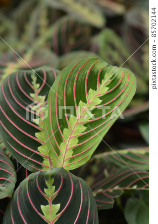Prayer Plant Fascinator Tricolor Prayer Plant Fascinator Tricolor 85702144