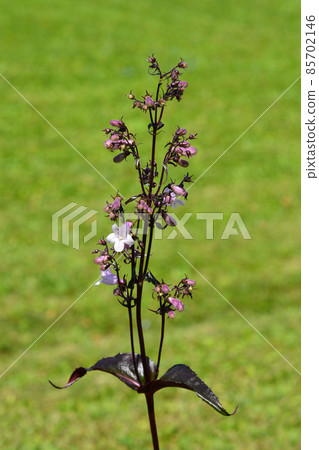 Foxglove beardtongue Mystica Foxglove beardtongue Mystica 85702146