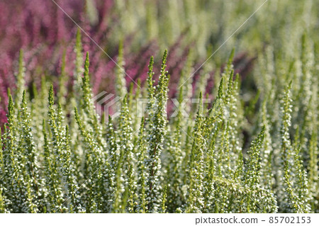 Common heather Common heather 85702153