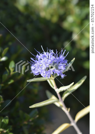 Bluebeard Bluebeard 85702154