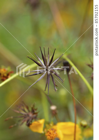Sulfur cosmos Sulfur cosmos 85702155