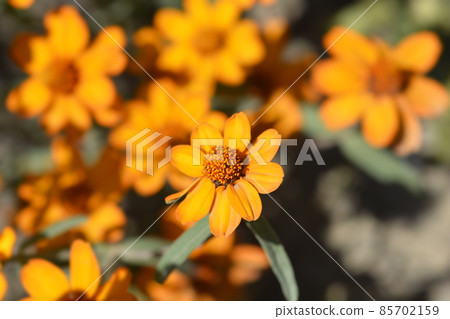 Narrowleaf zinnia 85702159