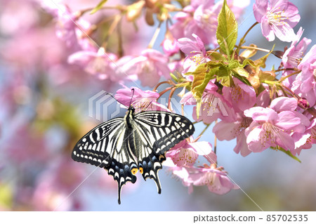 Swallowtail butterfly on Kawazu cherry blossoms in full bloom (spring image) Swallowtail butterfly on Kawazu cherry blossoms in full bloom (spring image) 85702535