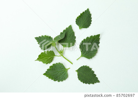 Fresh nettles leaves on white background, close up Fresh nettles leaves on white background, close up 85702697